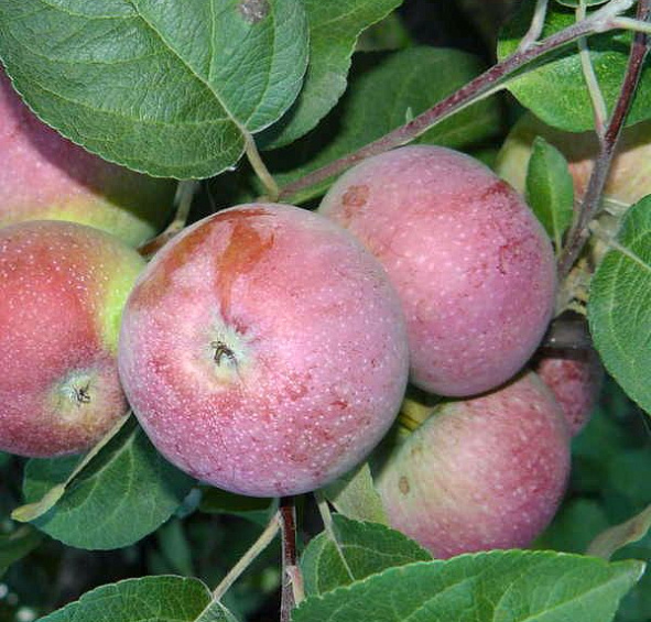 Яблоня домашняя 'Лобо'